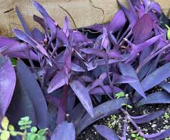 Image result for Tradescantia pallida