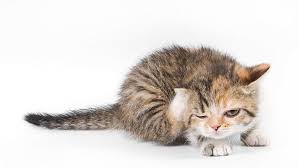 Tabby cats are extremely popular. Black Tabby Kitten Hd Wallpapers Free Download Wallpaperbetter