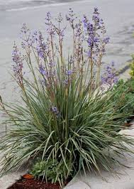 Image result for Aristea