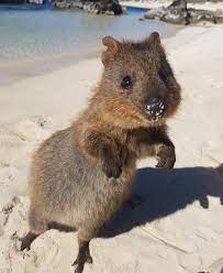 Dancing Quokka Rottnest Island Animals Happy Animals Quokka