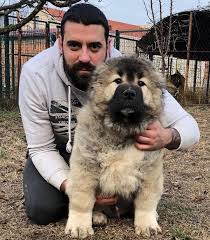 Kangal Yuvasi On Instagram Pamuk Gibi Kangalyavrusu Davarkopegi Cobankopegi Turkcobankopekleri Anadolucobankopegi Capar Malak In 2020 Animals Dogs Special