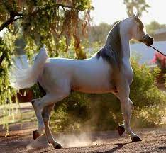 arabic horse horses arabian horse arabic horse