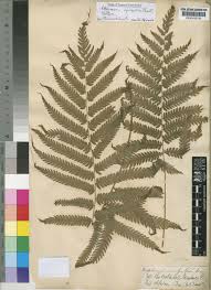 Image result for Amblovenatum opulentum