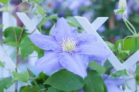 Maybe you would like to learn more about one of these? Clematis Cezanne Early Large Flowered Clematis Group 2 Clematis Clematis Flower Clematis Vine