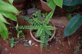 Image result for Adiantum incisum