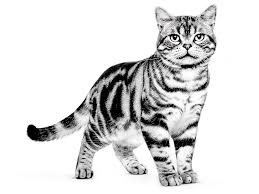 The colors are vivid and pure. American Shorthair Cat Characteristics Color Varieties Temperament