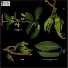 Image result for Artabotrys likimensis