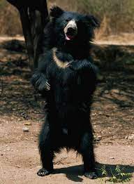 Pin By Sandi Billington On Animal Kingdom Sloth Bear Bear Animals