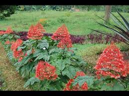 Image result for Clerodendrum pusillum
