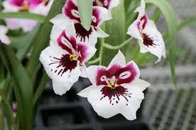 Photo Essay Hawaiian Grown Orchids Greener On The Inside Beautiful Orchids Orchids Miltonia Orchid