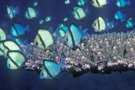 Image result for Rhynchosia usambarensis