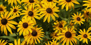 Maybe you would like to learn more about one of these? 10 Of The Most Stunning Nebraska Wildflowers Send Flowers In Omaha Free Delivery