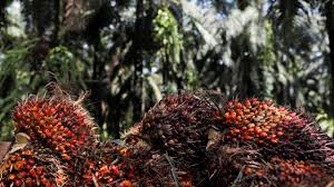 Palm oil wholesale prices in indonesia by different regions. Mcx Crude Palm Oil Settles Near Lifetime High Expert Suggests Buy On Dips Strategy