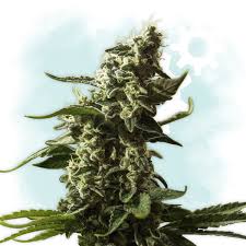 Gorilla Glue Autoflowering Strain Information Cannaconnection Com