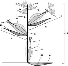 Image result for Schoenoxiphium