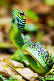 Pin By Dalas Corbin On The Emerald City Snake Reptiles And Amphibians Beautiful Snakes