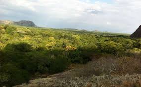 Image result for Warneckea cordiformis