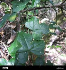 Image result for Kedrostis nana