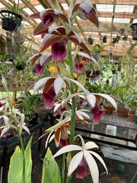 Image result for Phaius
