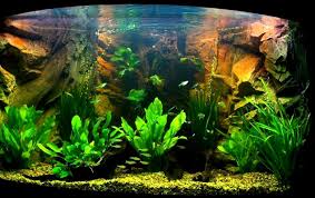 Corner Aquarium With 3d Root Background Inside Discus And Neons Www Aqua Maniac Com Aquarium Backgrounds Fish Tank Terrarium Aquarium