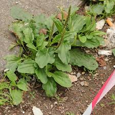 Image result for Plantago palmata
