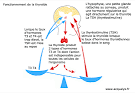 Dysfonctionnement thyroidien