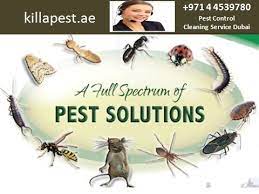 Cockroaches like dark crowded spaces, so monitoring efforts should include wall voids, voids in cabinets and drawer spaces, behind clocks and under some pesticides might repel cockroaches, rather than kill them. Pest Control Bed Bugs Pest Control In Dubai Cockroaches Mosquitoes Bed Bug Bites Killapest Pest Control C Pest Control Best Pest Control Pest Control Services