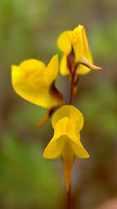 Image result for Utricularia