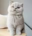 Exotic Shorthair Kittens for Sale & Cats for Adoption ...