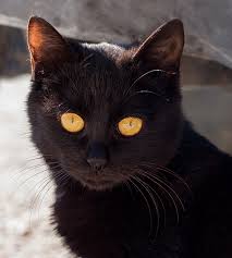 We are not just mycatshop is one stop solution for buying cat online or seeking cats for sale. Get To Know The Bombay A Mini Panther With A Charming Nature Catster