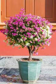 How To Grow And Care For Bougainvillea Enrejado De Jardin Jardineria En Macetas Jardineria Y Plantas