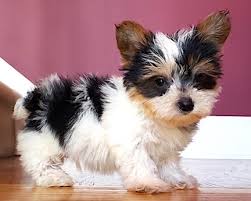 Family Yorkies Beautiful Yorkies Puppies