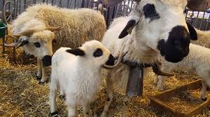 Date du salon de l agriculture. Le Salon International De L Agriculture Du 23 Fevrier Au 3 Mars 2019