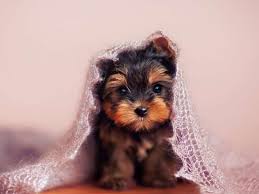 La Popularite Du Terrier Du Yorkshire S Explique Peut Etre Par La Facilite Que Ses Maitres Ont A L E Yorkshire Terrier Yorkshire Terrier Dog Terrier Dogs
