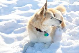 Gorgeous Goberians The Golden Retriever Husky Mix