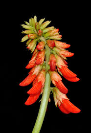 Image result for Erythrina zeyheri