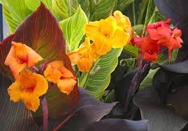 This still gives them most or all of the spring to put on growth and set the buds that, come summer, will become flowers. Canna Lily How To Plant Grow And Care For Canna Flowers The Old Farmer S Almanac