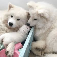 Pin By Hum On Dogs Are Love 2 Cute Funny Animals Little Brothers Fur Babies