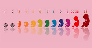 Maybe you would like to learn more about one of these? Semana 9 Del Embarazo