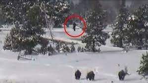 Former gymnast escorting caught on camera. You Decide Is That A Family Of Bigfoot Creatures In This Video Abc7 San Francisco