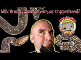 The Reptile Experience with Brian Kleinman!