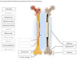 The delicate connective tissue layer lining the inside surface of compact bone. Long Bone Labeled Endosteum Adult Long Bone Sagittal Section Through Long Bone Showing The Download Scientific Diagram Membranes Including The Endosteum And Periosteum