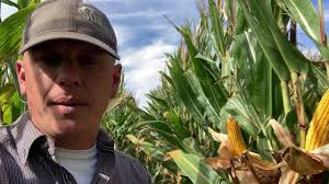 44 Inch Corn Interseeded with Cover Crops