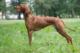 Image result for maďarský ohař drátosrstý