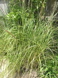 Image result for Cenchrus macrourus