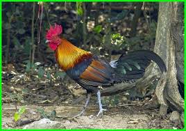 Maybe you would like to learn more about one of these? Cara Menjinakkan Ayam Hutan Agar Cepat Jinak Daftarhewan Com