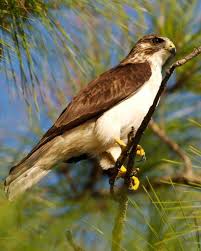Florida Birds Of Prey Images Short Tailed Hawk Hawk Small Birds Species