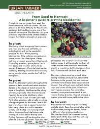 How To Grow Blackberry Plants Growing Fruit Growing Blackberries Growing Seeds