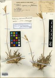 Image result for Eustachys paspaloides