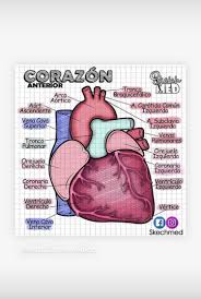 Mantente informado con las últimas noticias, videos y fotos de orejuela que te brinda univision | tudn univision. Corazon Anatomia Medica Anatomia Cardiaca Ensenanza Biologia